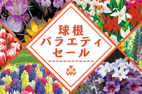バラエティセール