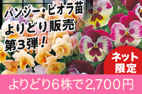 パンジー&ビオラ苗よりどり第3弾