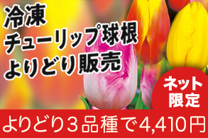 冷凍チューリップ球根よりどり販売