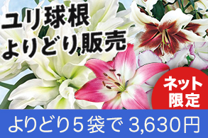 ユリ球根よりどり販売