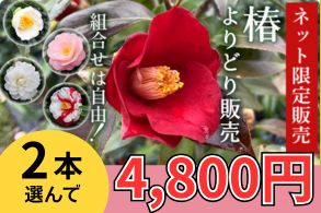 椿よりどり販売