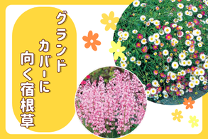 【グランドカバーに向く宿根草】