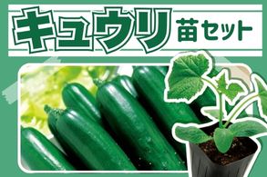 【キュウリ】