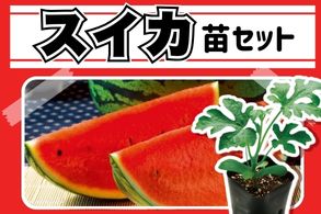 【スイカ】