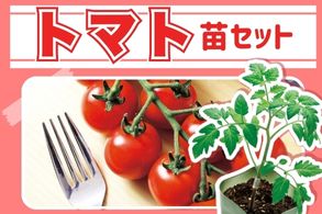 【トマト】