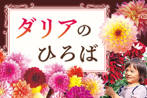 ダリアのひろば
