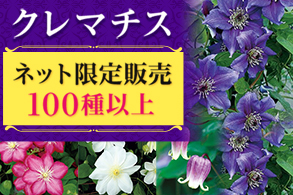 ネット限定クレマチス