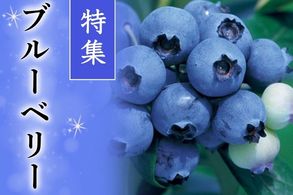ブルーベリー