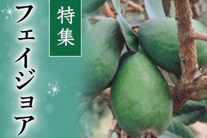 フェイジョア