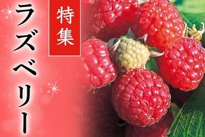 ラズベリー
