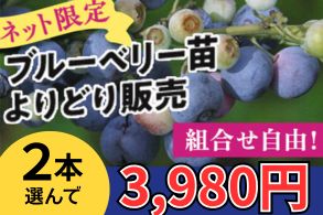 ブルーベリーよりどり販売