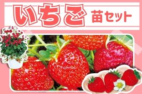 【イチゴ】