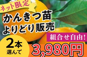 かんきつよりどり販売