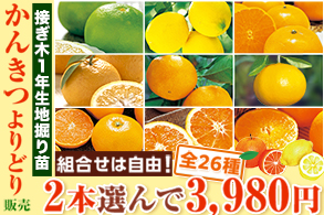 かんきつよりどり