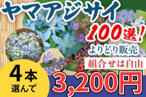 ヤマアジサイよりどり販売