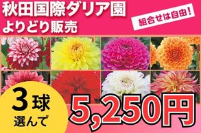 ダリアよりどり