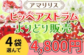 ヒッペアストラムよりどり販売
