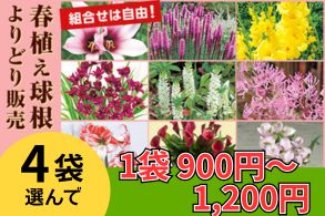 春植え球根よりどり