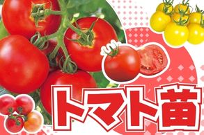 トマト苗