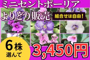 セントポーリア よりどり販売