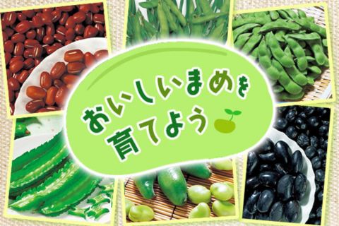 おいしい豆を育てよう