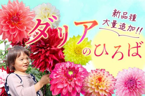 ダリアのひろば