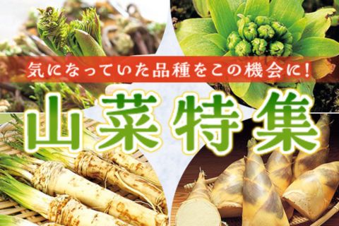 山菜苗特集