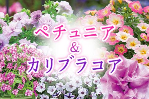 ペチュニア・カリブラコア