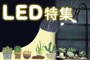 ＬＥＤ特集