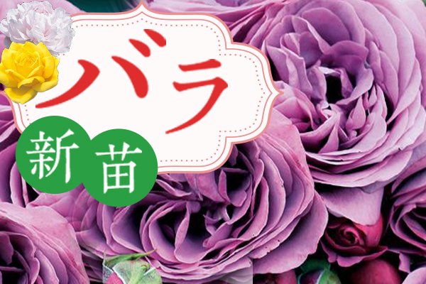 バラ新苗特集