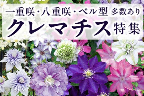 クレマチス特集
