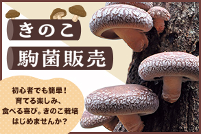 きのこ駒菌栽培