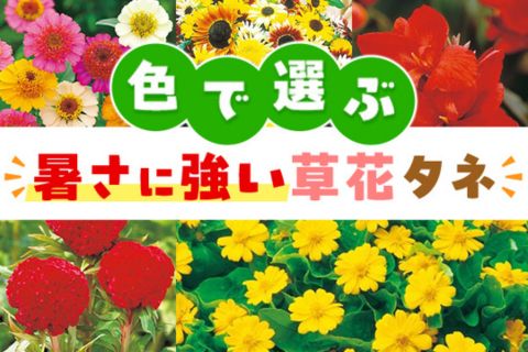色で選ぶ暑さに強い草花タネ