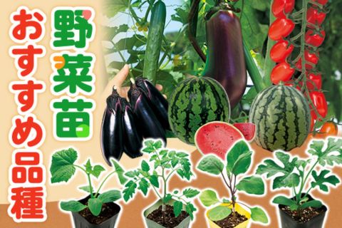 野菜苗おすすめ