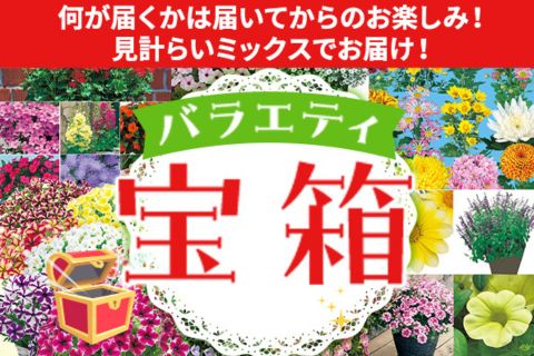 宝箱・お楽しみ箱販売