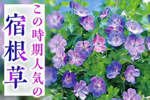 この時期人気の宿根草