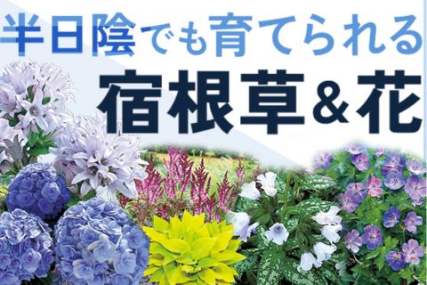 半日陰でも育てられる宿根草＆花