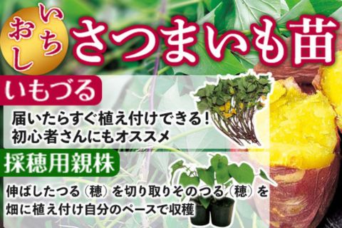 さつまいも苗