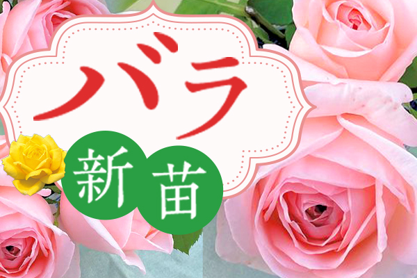 バラの新苗