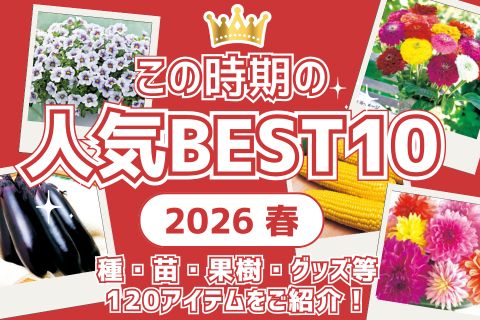 26春この時期の人気best10