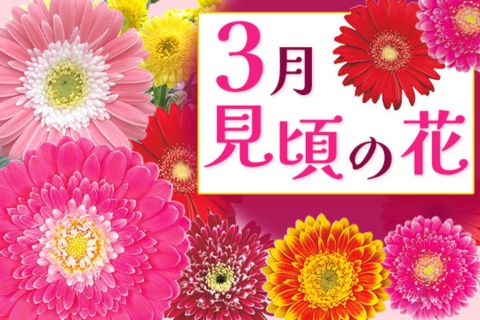 季節の花特集