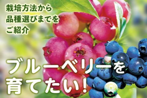 ブルーベリーの品種を上手に使い分けよう！