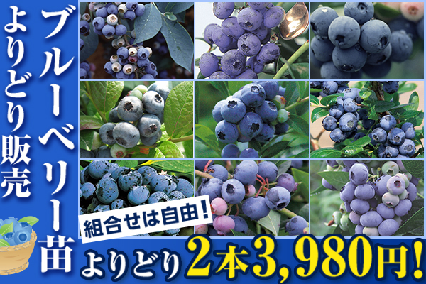 ブルーベリーよりどり