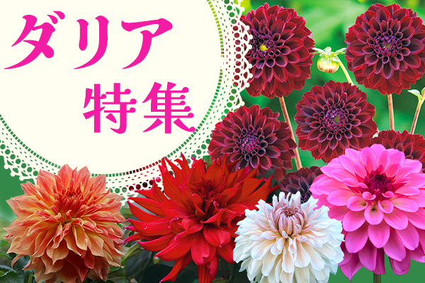ダリア特集