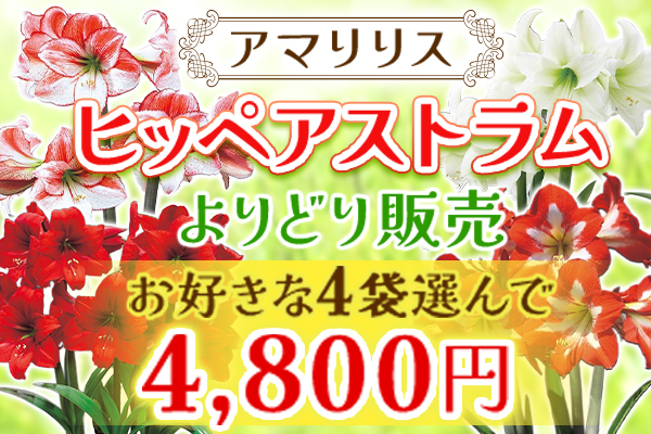 ヒッペアストラムよりどり