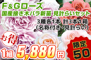 バラ　F＆Gローズ国産接ぎ木新苗見計らいセット