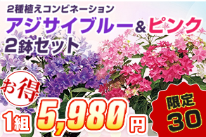 2種植えコンビネーションアジサイブルー＆ピンク2鉢セット