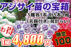 アジサイの宝箱