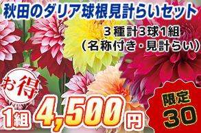 秋田のダリア見計らいセット