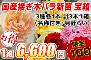 バラ　国産接ぎ木新苗宝箱